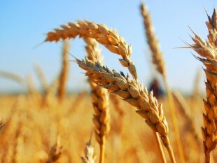Проблемы на рынке зерна внутри страны начались с падением рубля.